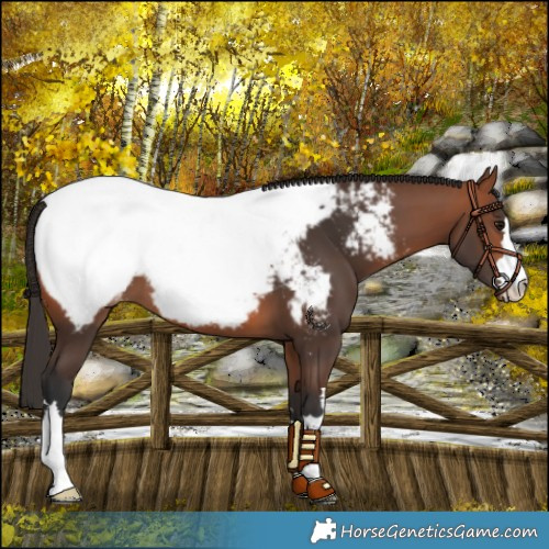 Horse Color:Bay Snowcap
