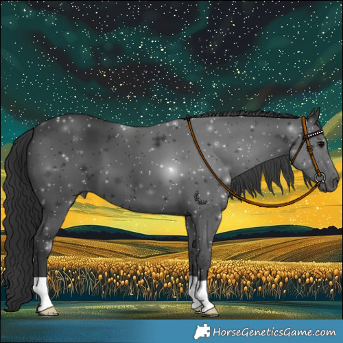 Horse Color:Black 
