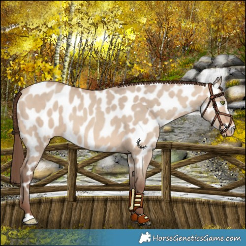 Horse Color:Amber Champagne Dun Near Leopard