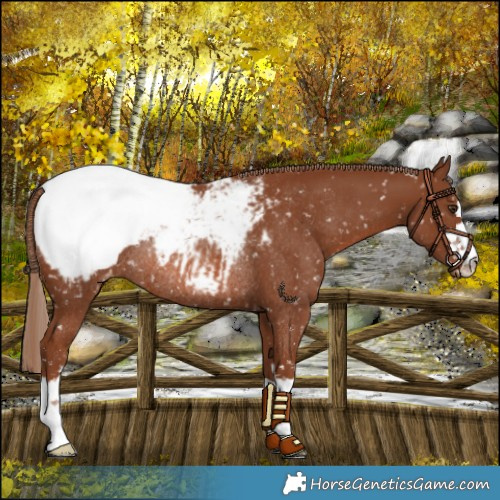 Horse Color:Chestnut Snowcap Rabicano 