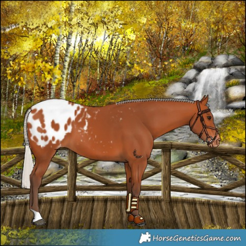 Horse Color:Silver Bay Blanket