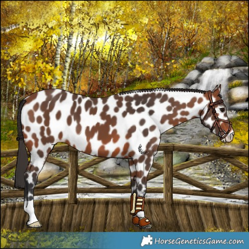 Horse Color:Bay Leopard