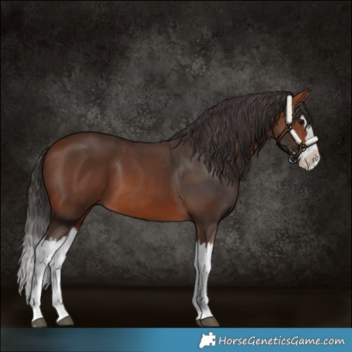 Horse Color:Bay Splash