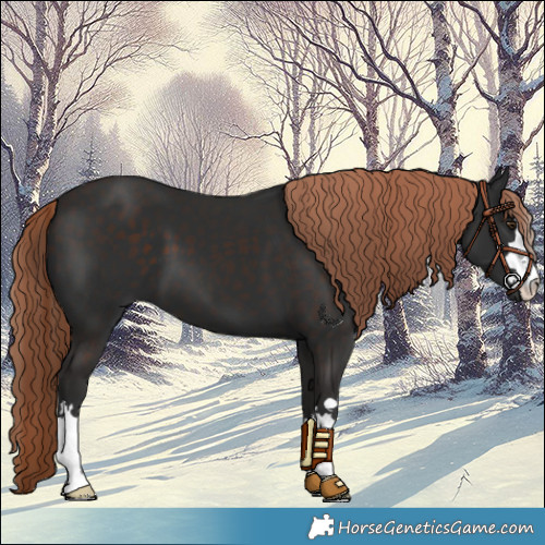 Horse Color:Liver Chestnut 