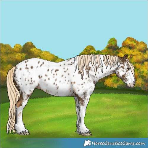 Horse Color:White Spotted Chocolate Palomino Mushroom Near Leopard 