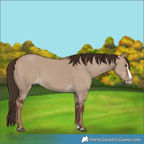 Horse Color:Liver Red Dun Splash