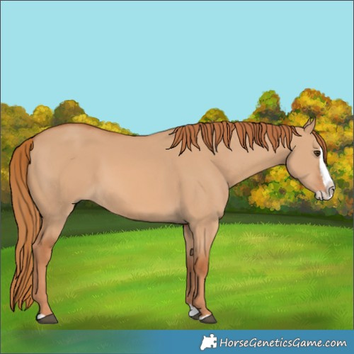 Horse Color:Red Dun Splash 