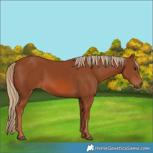 Horse Color:Chestnut 