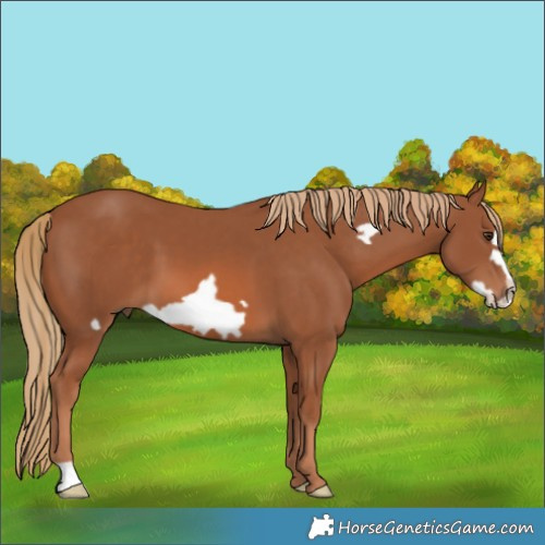 Horse Color:Chestnut Frame