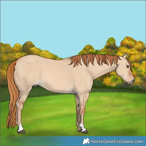 Horse Color:Red Dun