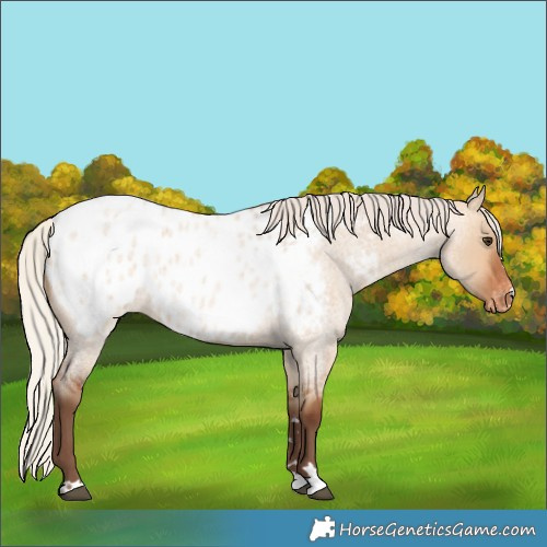 Horse Color:Silver Bay Roan Dun Near Leopard