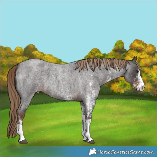 Horse Color:White Spotted Liver Red Roan