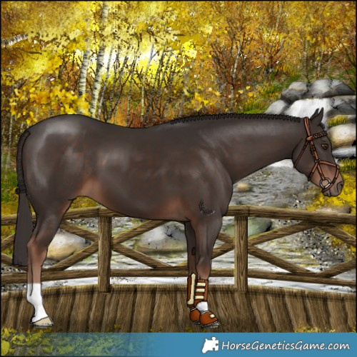 Horse Color:Liver Chestnut