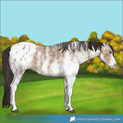 Horse Color:White Spotted Liver Red Dun Blanket 