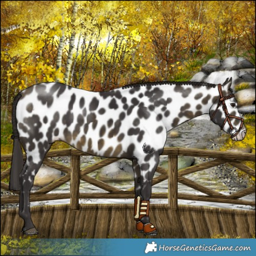 Horse Color:Buckskin Near Leopard