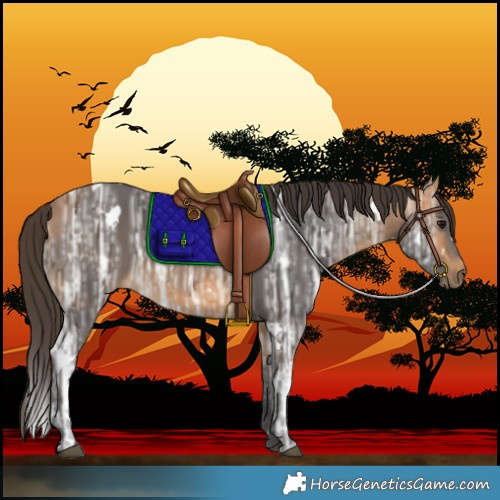 Horse Color:White Spotted Buckskin Ice 