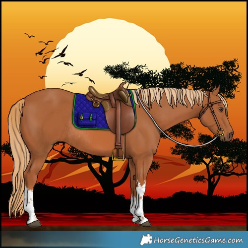 Horse Color:White Spotted Chestnut Rabicano 
