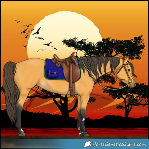 Horse Color:Buckskin