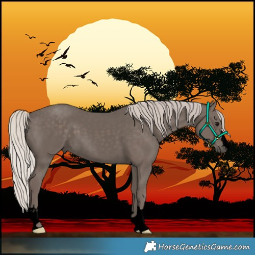 Horse Color:Void Silver Black
