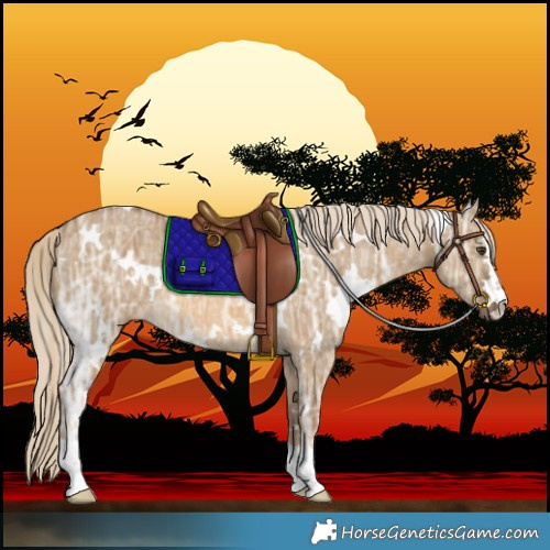 Horse Color:White Spotted Chocolate Palomino Ice Dun