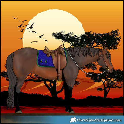 Horse Color:Void Brown Tobiano