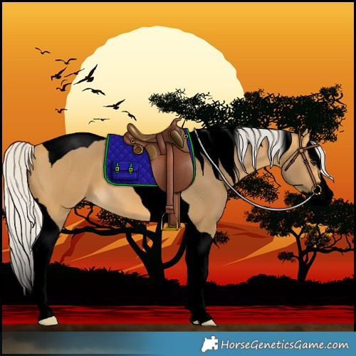 Horse Color:Void Silver Buckskin Splash Tobiano