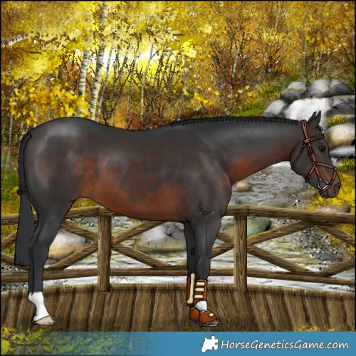 Horse Color:Brown 