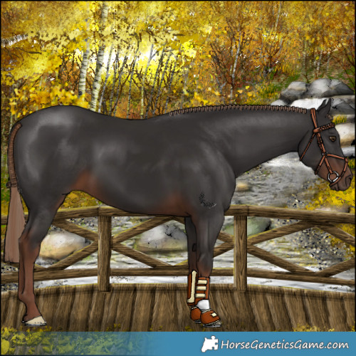 Horse Color:Liver Chestnut 