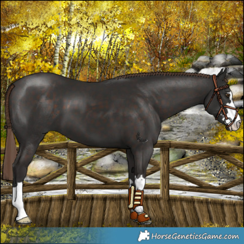 Horse Color:Liver Chestnut 
