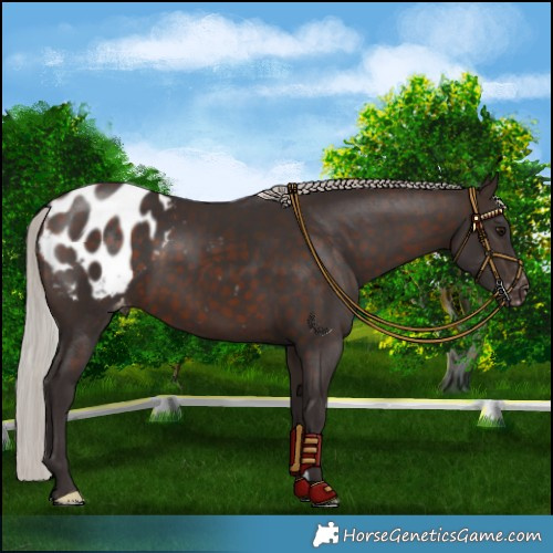 Horse Color:Silver Brown Blanket
