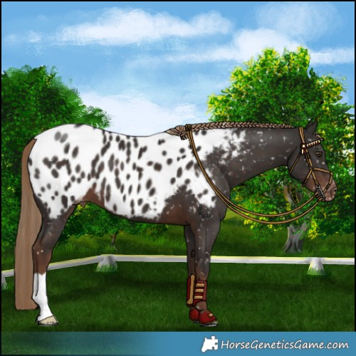 Horse Color:Liver Chestnut Near Leopard