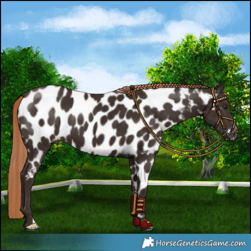 Horse Color:Liver Chestnut Near Leopard