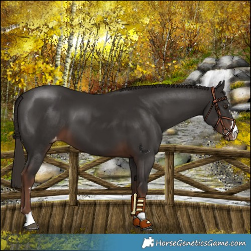Horse Color:Liver Chestnut Varnish 