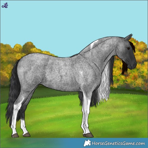 Horse Color:Blue Roan Tobiano 