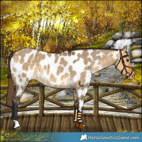 Horse Color:Buckskin Dun Near Leopard