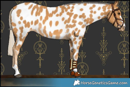 Horse Color:Palomino Near Leopard