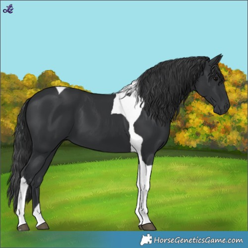 Horse Color:Black Tobiano
