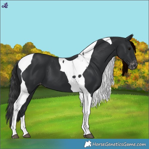 Horse Color:Black Tobiano Varnish
