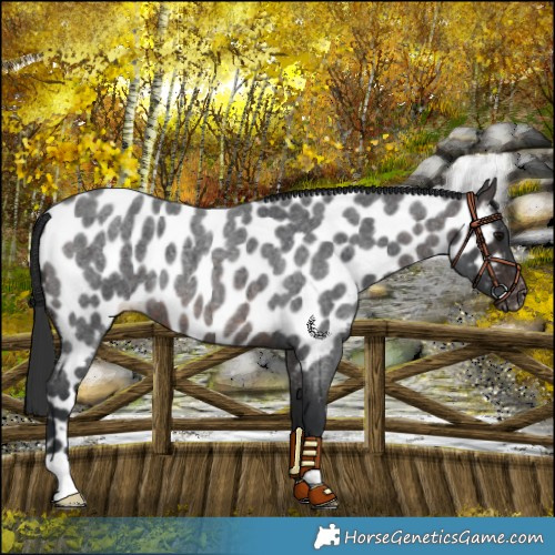 Horse Color:Brown Roan Near Leopard