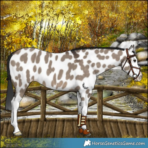 Horse Color:Brown Dun Splash Near Leopard 