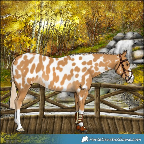 Horse Color:Palomino Near Leopard