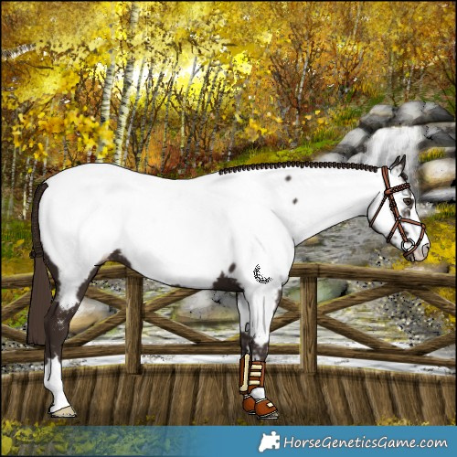 Horse Color:Liver Chestnut Near Fewspot