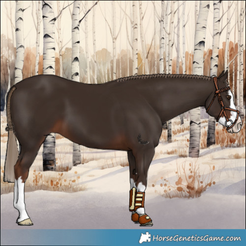 Horse Color:Liver Chestnut Splash