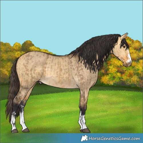 Horse Color:Buckskin Dun and Buckskin Dun