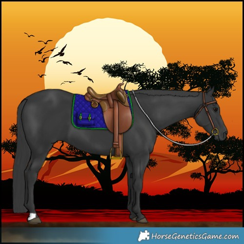 Horse Color:Black 