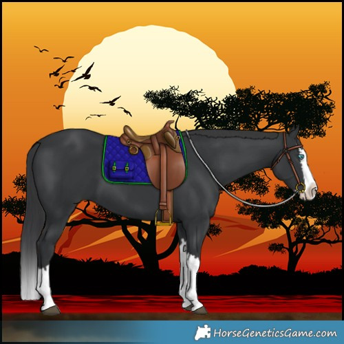 Horse Color:Black Splash 