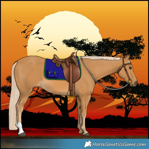 Horse Color:Palomino 