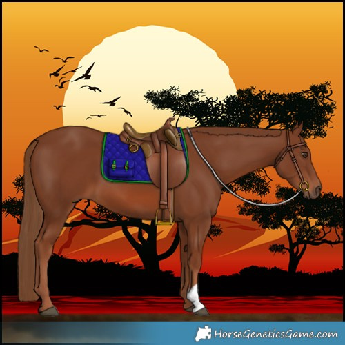 Horse Color:Chestnut 