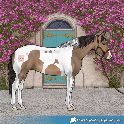 Horse Color:Brown Dun Tobiano