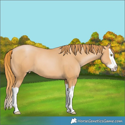 Horse Color:Chestnut Pearl Splash